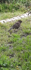 Turdus chiguanco