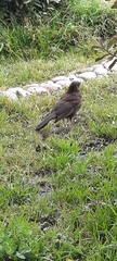 Turdus chiguanco