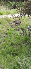 Turdus chiguanco