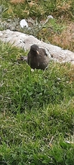 Turdus chiguanco