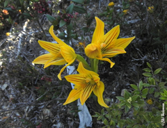 Chloraea nudilabia