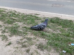 Columba livia domestica