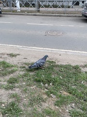 Columba livia domestica