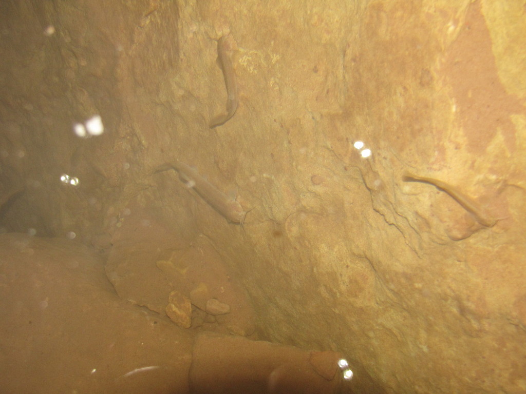 Chabert's Pencil Catfish