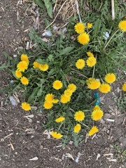 Taraxacum officinale