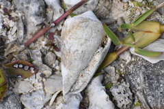 Conasprella bermudensis