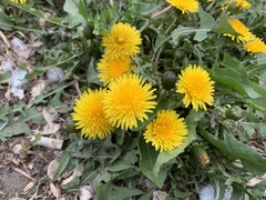 Taraxacum officinale