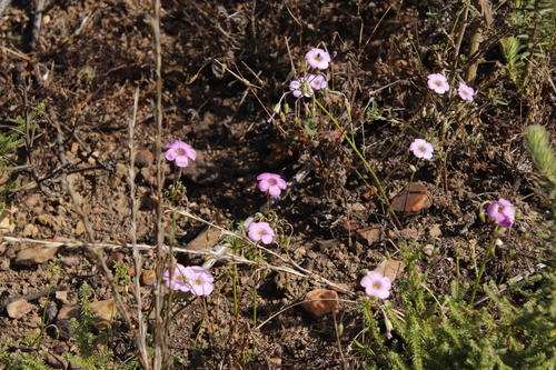 Image of Biffed Sorrel (Oxalis bifida) by (c) Tony Rebelo, some rights reserved (CC BY-SA)