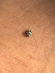 Psyllobora picta