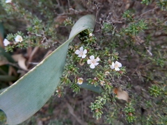 Frankenia corymbosa