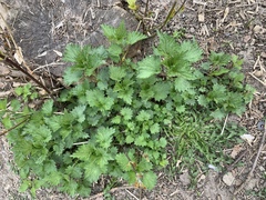 Urtica dioica