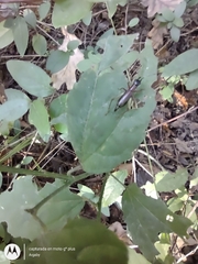 Cranistus colliurides