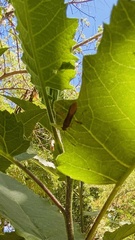 Burtinus notatipennis