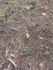 Boechera consanguinea