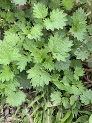 Urtica dioica