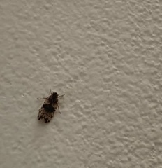 Melanoliarus placitus