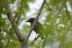 Vireo plumbeus