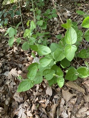 Matelea cynanchoides
