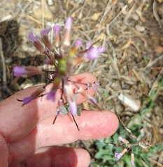 Boechera consanguinea