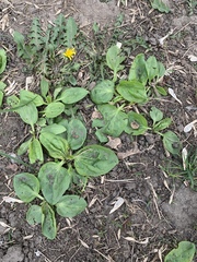 Plantago major