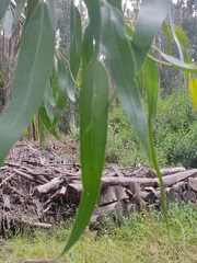 Eucalyptus globulus