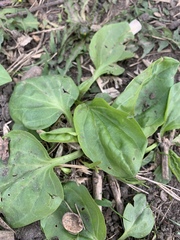 Plantago major