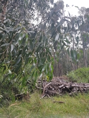 Eucalyptus globulus
