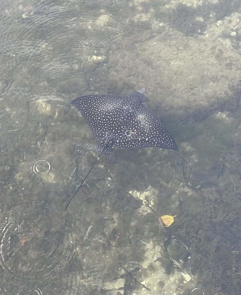 Spotted eagle ray