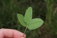 Trifolium montanum