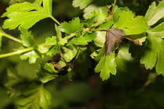 Monilinia johnsonii