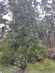 Eucalyptus globulus