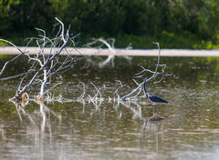 Egretta tricolor image