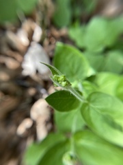 Matelea cynanchoides