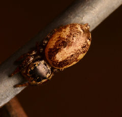 Pelegrina pervaga