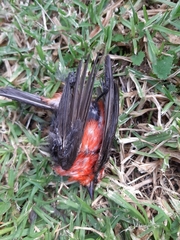 Pyrocephalus rubinus