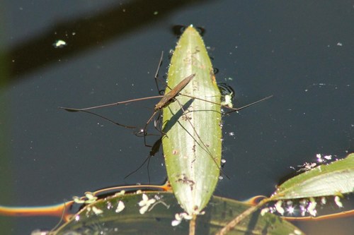 iNaturalist observation photo of Limnoporus notabilis