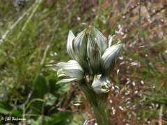 Chloraea philippii