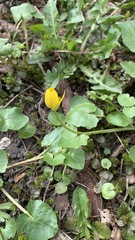 Ficaria verna
