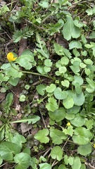 Ficaria verna