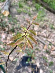 Cryphonectria parasitica