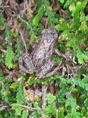 Pristimantis unistrigatus