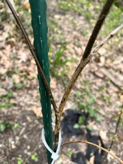 Cryphonectria parasitica