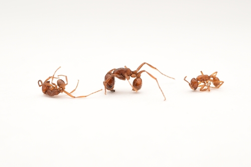 Labidus coecus