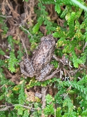Pristimantis unistrigatus