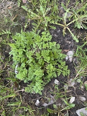 Anthriscus sylvestris