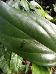 Procryptocerus