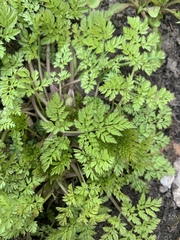 Anthriscus sylvestris