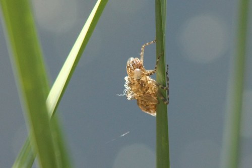iNaturalist observation photo of Darners