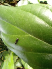 Procryptocerus
