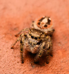 Phidippus insignarius